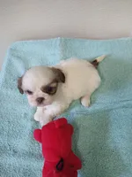 Ellie's #3-M-CKC, a male Shih Tzu for sale in Greensboro, NC – 6 of 6