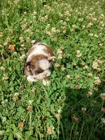 Bailey's #2-M-CKC, a male Shih Tzu for sale in Greensboro, NC – 6 of 7