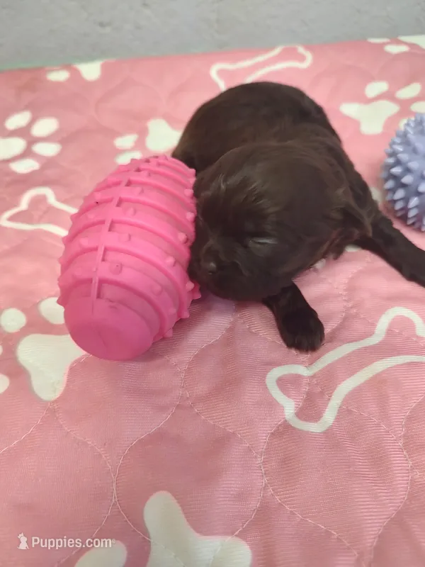 Brownie's #1-F-CKC – Shih Tzu puppy for sale in Greensboro, NC