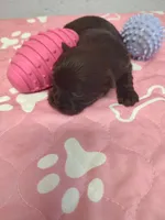 Brownie's #4-F-CKC, a female Shih Tzu for sale in Greensboro, NC – 5 of 5