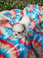 Ellie's #3-M-CKC, a male Shih Tzu for sale in Greensboro, NC – 6 of 8