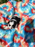 Bailey's #1-M-CKC, a male Shih Tzu for sale in Greensboro, NC – 4 of 7