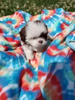 Ellie's #2-M-CKC, a male Shih Tzu for sale in Greensboro, NC – 3 of 8