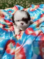 Ellie's #2-M-CKC, a male Shih Tzu for sale in Greensboro, NC – 8 of 8