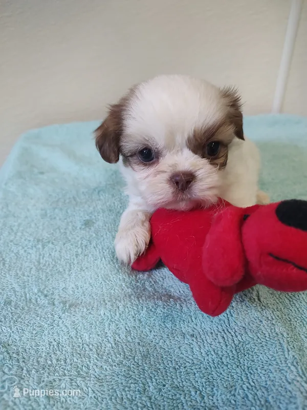 Ellie's #3-M-CKC – Shih Tzu puppy for sale in Greensboro, NC