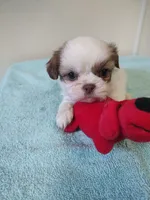 Ellie's #3-M-CKC, a male Shih Tzu for sale in Greensboro, NC – 1 of 6