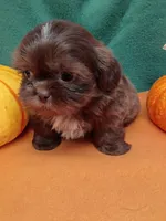 Brownie's #6- CKC, a male Shih Tzu for sale in Greensboro, NC – 3 of 3