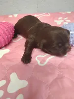 Brownie's #2-F-CKC, a female Shih Tzu for sale in Greensboro, NC – 5 of 5