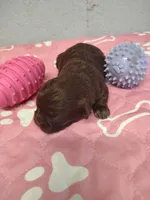 Brownie's #3-F-CKC, a female Shih Tzu for sale in Greensboro, NC – 5 of 5