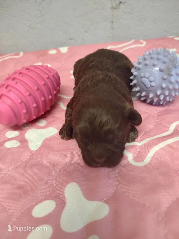 Brownie's #3-F-CKC – Shih Tzu puppy for sale in Greensboro, NC
