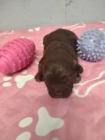 Brownie's #3-F-CKC, a female Shih Tzu for sale in Greensboro, NC – 1 of 5