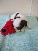 Ellie's #1 - M - CKC, a male Shih Tzu for sale in Greensboro, NC – 4 of 6