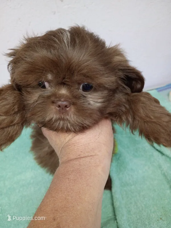Brownie's #6- CKC – Shih Tzu puppy for sale in Greensboro, NC