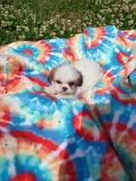 Ellie's #3-M-CKC, a male Shih Tzu for sale in Greensboro, NC – 3 of 8