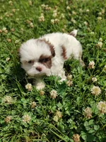 Ellie's #2-M-CKC, a male Shih Tzu for sale in Greensboro, NC – 2 of 8