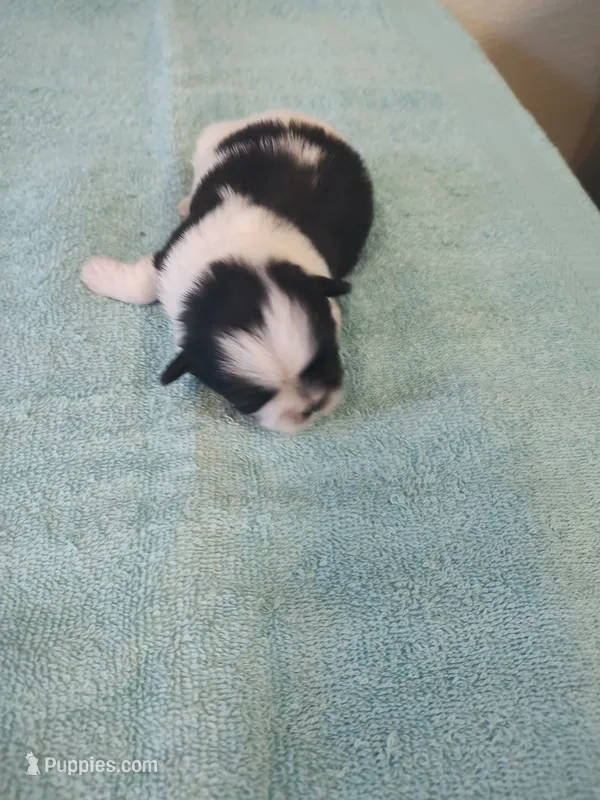 Bailey's #1-M-CKC – Shih Tzu puppy for sale in Greensboro, NC
