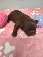 Brownie's #2-F-CKC, a female Shih Tzu for sale in Greensboro, NC – 3 of 5