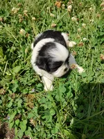 Bailey's #1-M-CKC, a male Shih Tzu for sale in Greensboro, NC – 7 of 7
