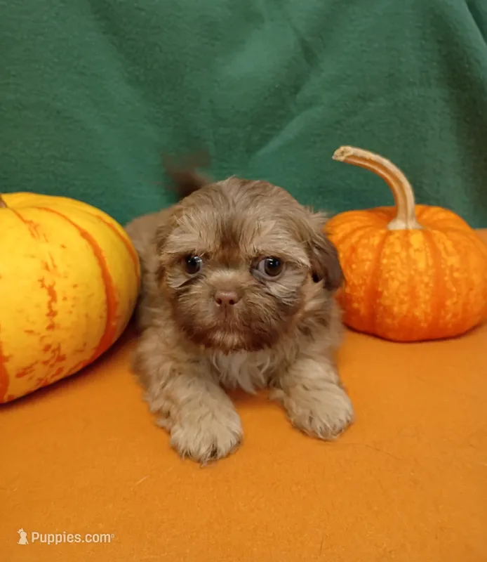 Brownie's #7 – Shih Tzu puppy for sale in Greensboro, NC
