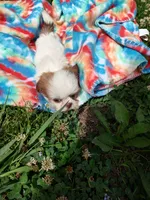 Ellie's #3-M-CKC, a male Shih Tzu for sale in Greensboro, NC – 4 of 8