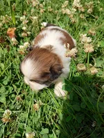 Bailey's #2-M-CKC, a male Shih Tzu for sale in Greensboro, NC – 3 of 7