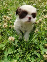 Ellie's #1 - M - CKC, a male Shih Tzu for sale in Greensboro, NC – 4 of 7