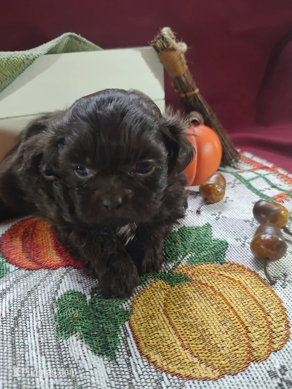 Brownie's #3-F-CKC – Shih Tzu puppy for sale in Greensboro, NC