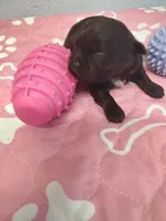 Brownie's #1-F-CKC, a female Shih Tzu for sale in Greensboro, NC – 3 of 5