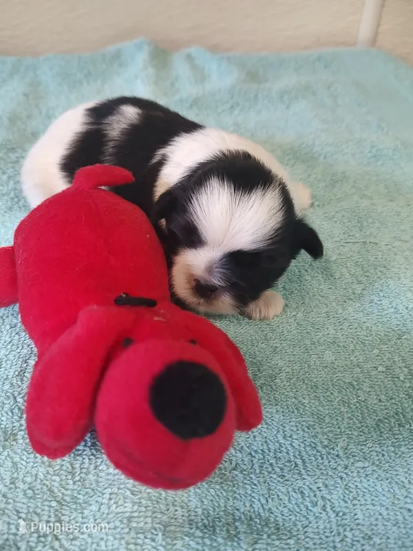 Bailey's #1-M-CKC – Shih Tzu puppy for sale in Greensboro, NC