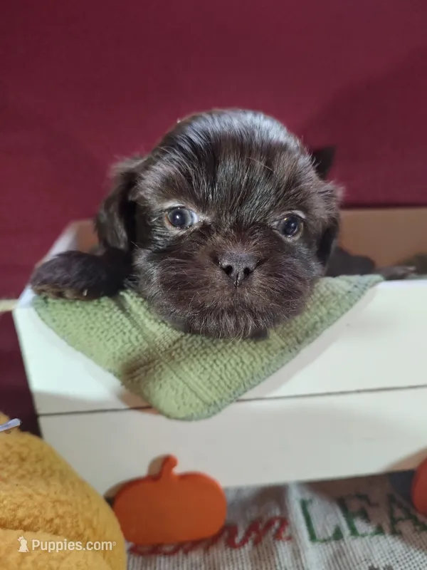 Brownie's #4-F-CKC – Shih Tzu puppy for sale in Greensboro, NC