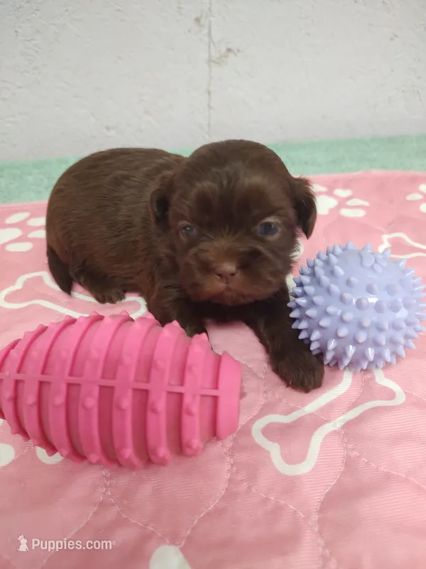 Brownie's #2-F-CKC – Shih Tzu puppy for sale in Greensboro, NC