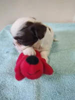 Ellie's #1 - M - CKC, a male Shih Tzu for sale in Greensboro, NC – 6 of 6