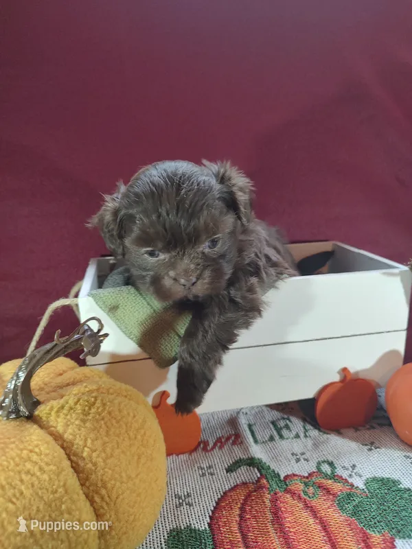 Brownie's #2-F-CKC – Shih Tzu puppy for sale in Greensboro, NC
