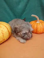 Brownie's #7, a female Shih Tzu for sale in Greensboro, NC – 4 of 4