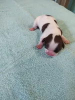 Ellie's #6-M-CKC, a male Shih Tzu for sale in Greensboro, NC – Photo 4 of 4