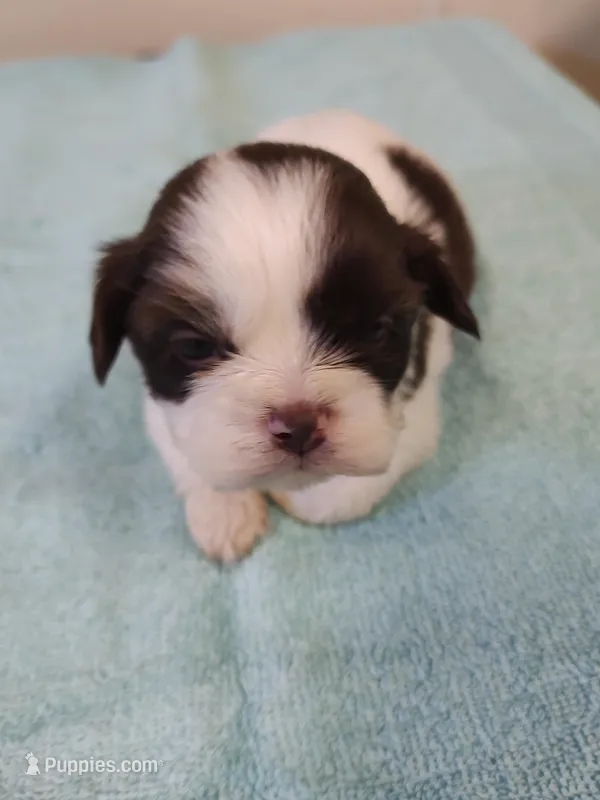 Ellie's #6-M-CKC – Shih Tzu puppy for sale in Greensboro, NC