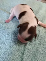 Ellie's #6-M-CKC, a male Shih Tzu for sale in Greensboro, NC – Photo 3 of 4