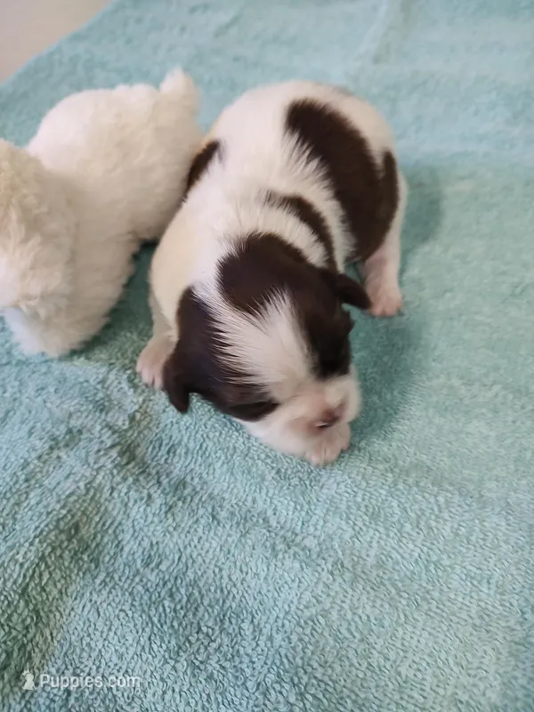 Ellie's #6-M-CKC – Shih Tzu puppy for sale in Greensboro, NC