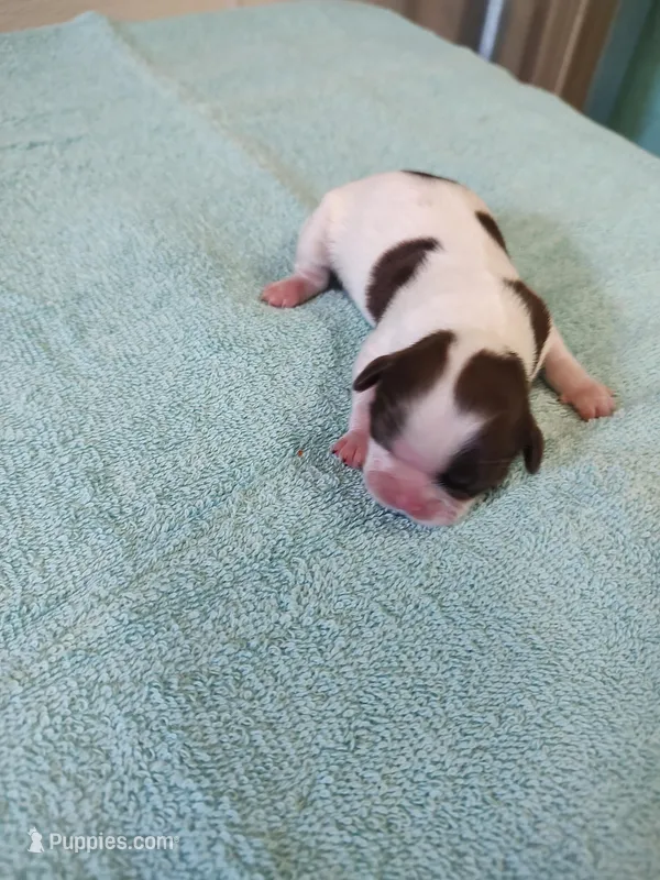 Ellie's #6-M-CKC, a male Shih Tzu for sale in Greensboro, NC – Photo 1 of 4