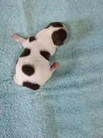 Ellie's #6-M-CKC, a male Shih Tzu for sale in Greensboro, NC – Photo 2 of 4