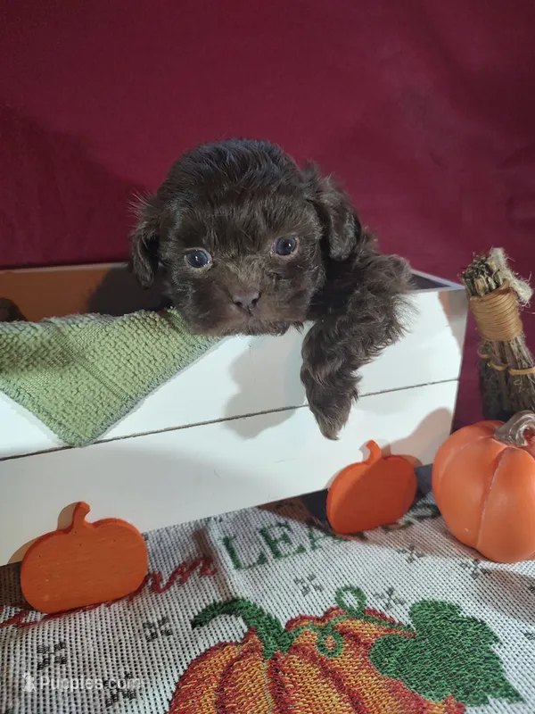 Brownie's #1-F-CKC – Shih Tzu puppy for sale in Greensboro, NC