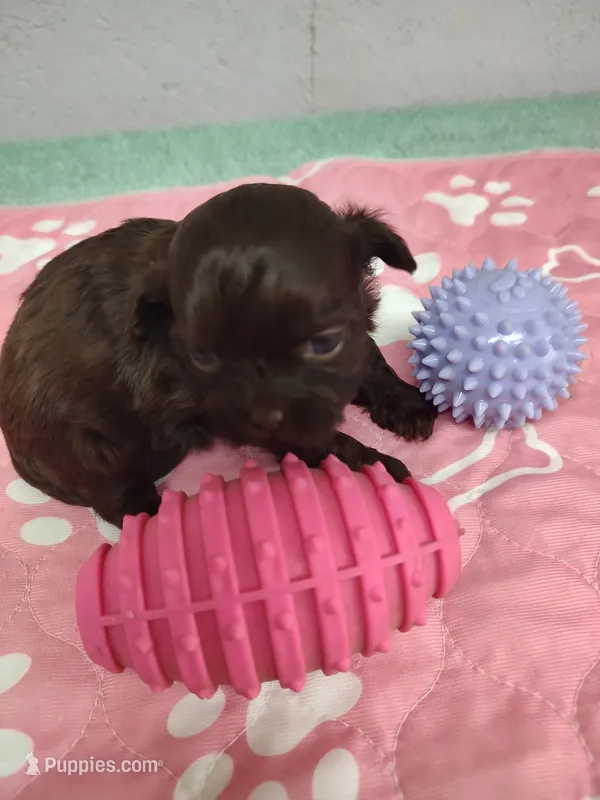 Brownie's #3-F-CKC – Shih Tzu puppy for sale in Greensboro, NC