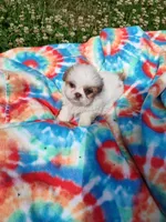 Ellie's #3-M-CKC, a male Shih Tzu for sale in Greensboro, NC – 2 of 8