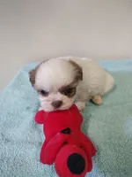 Ellie's #3-M-CKC, a male Shih Tzu for sale in Greensboro, NC – 5 of 6