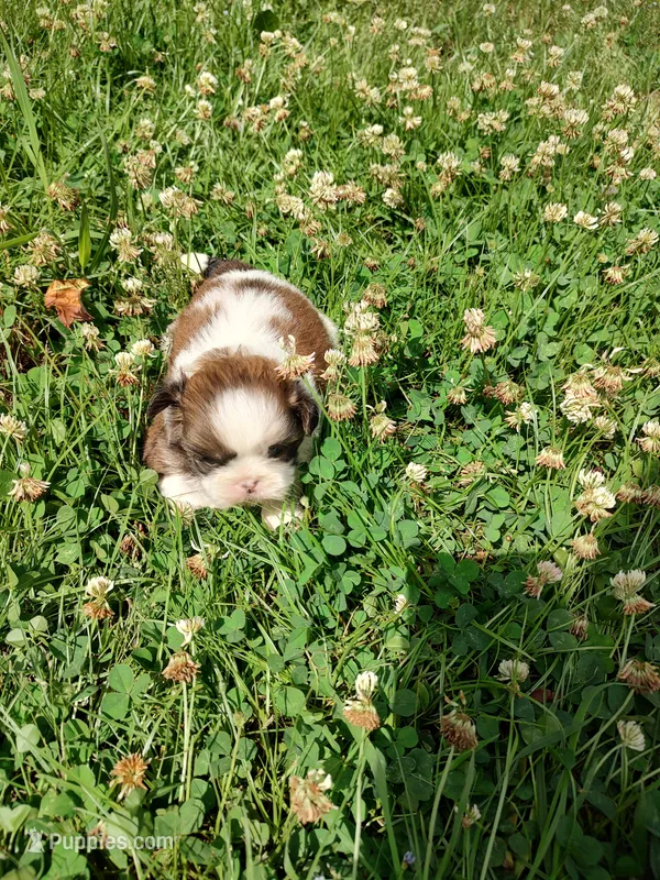 Bailey's #2-M-CKC – Shih Tzu puppy for sale in Greensboro, NC