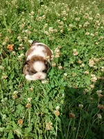 Bailey's #2-M-CKC, a male Shih Tzu for sale in Greensboro, NC – 1 of 7