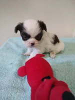 Ellie's #1 - M - CKC, a male Shih Tzu for sale in Greensboro, NC – 1 of 6