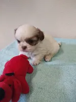 Ellie's #3-M-CKC, a male Shih Tzu for sale in Greensboro, NC – 3 of 6