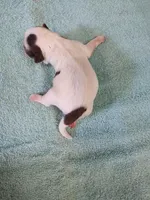 Ellie's #2-M-CKC, a male Shih Tzu for sale in Greensboro, NC – Photo 3 of 4