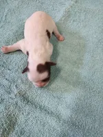 Ellie's #2-M-CKC, a male Shih Tzu for sale in Greensboro, NC – Photo 2 of 4